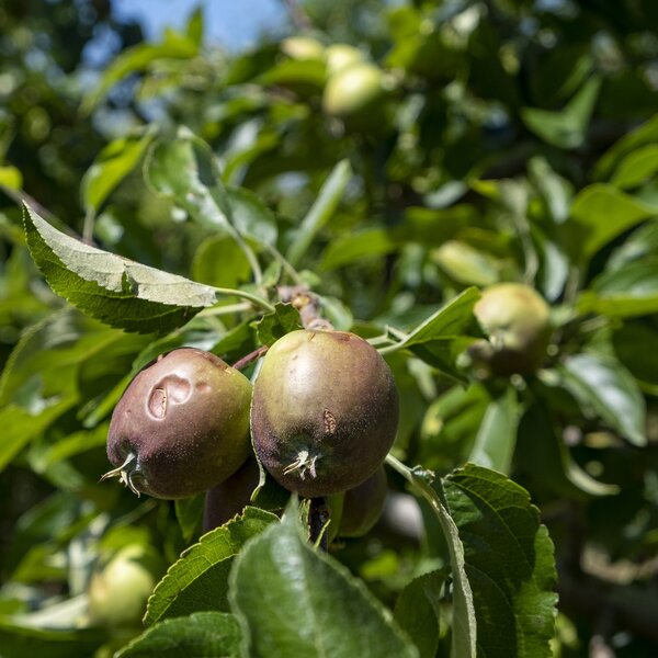 neff_granizo_junho_2021_0771