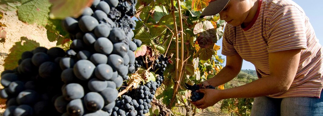 Exposição no CIMD destaca o papel da mulher duriense