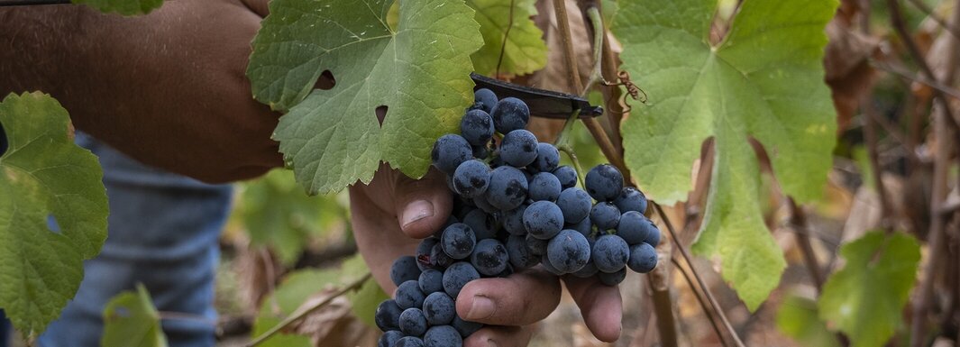 Armamar acolhe o 2.º Fórum Regional da AMPV, focado no futuro do vinho e mundo rural   