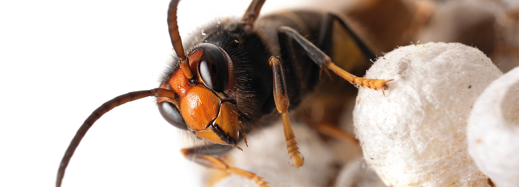Município reforça combate à vespa asiática 