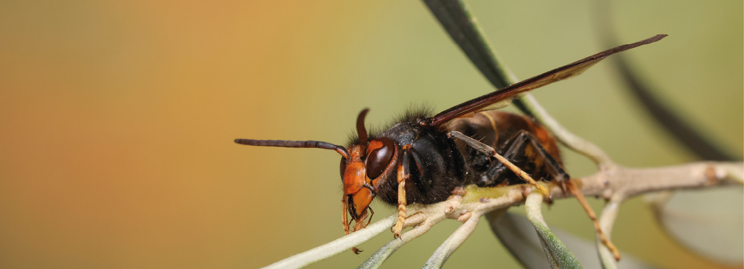 Ninhos secundários da vespa asiática, o que fazer? 