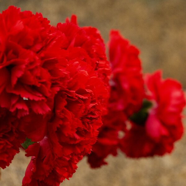 final_25_abril_2019_2