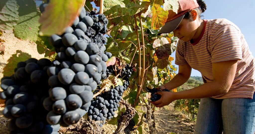 Até ao Lavar dos Cestos - Exposição