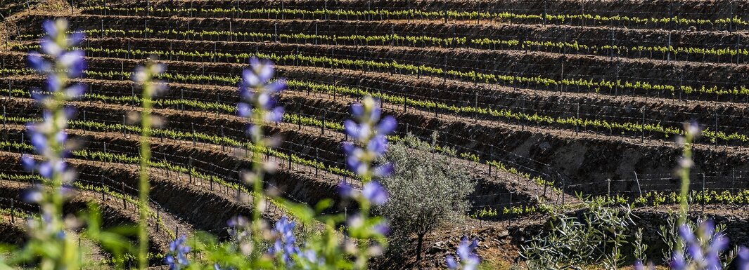 Armamar promove sabores e natureza na BTL 