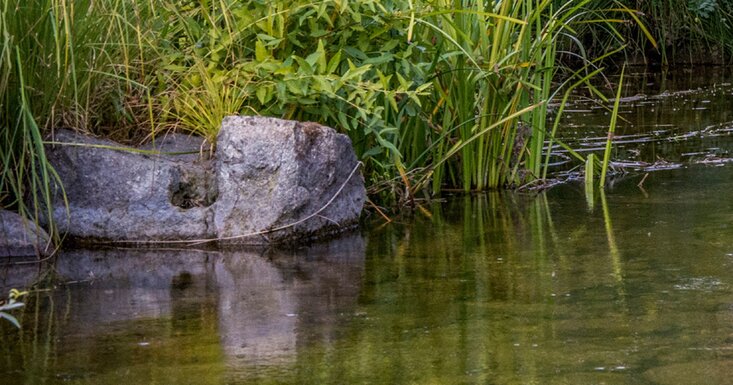 Instalados 33 oleões GOTA em Armamar