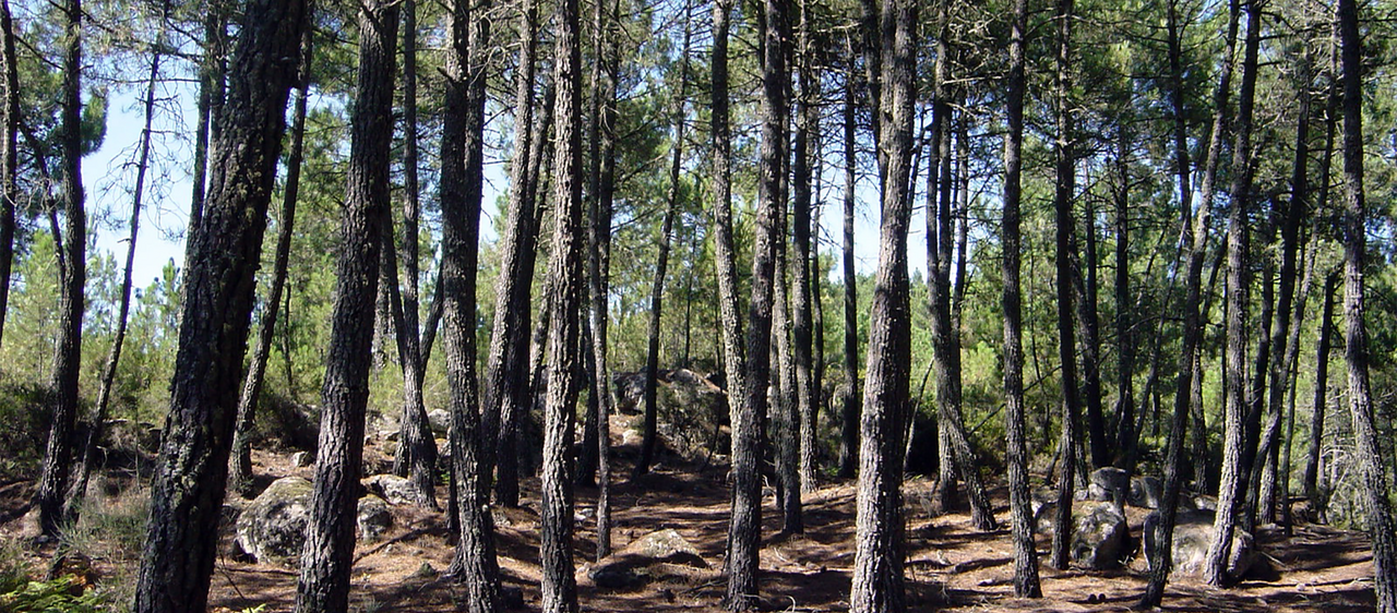 AtvCinerg&eacute;tica1