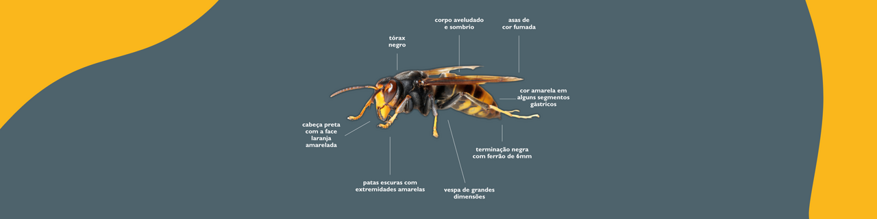 CM Armamar  Banner (site) reduzido (11)