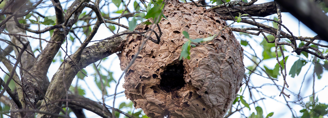 ninhos secund&aacute;rios da vespa asi&aacute;tica