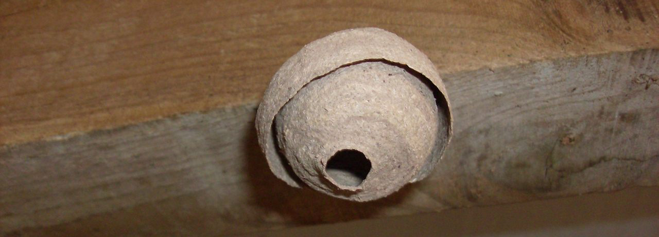 ninhos prim&aacute;rios da vespa asi&aacute;tica